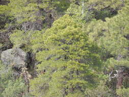 Image of Chihuahuan pine