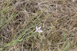 Image of rush skeletonplant