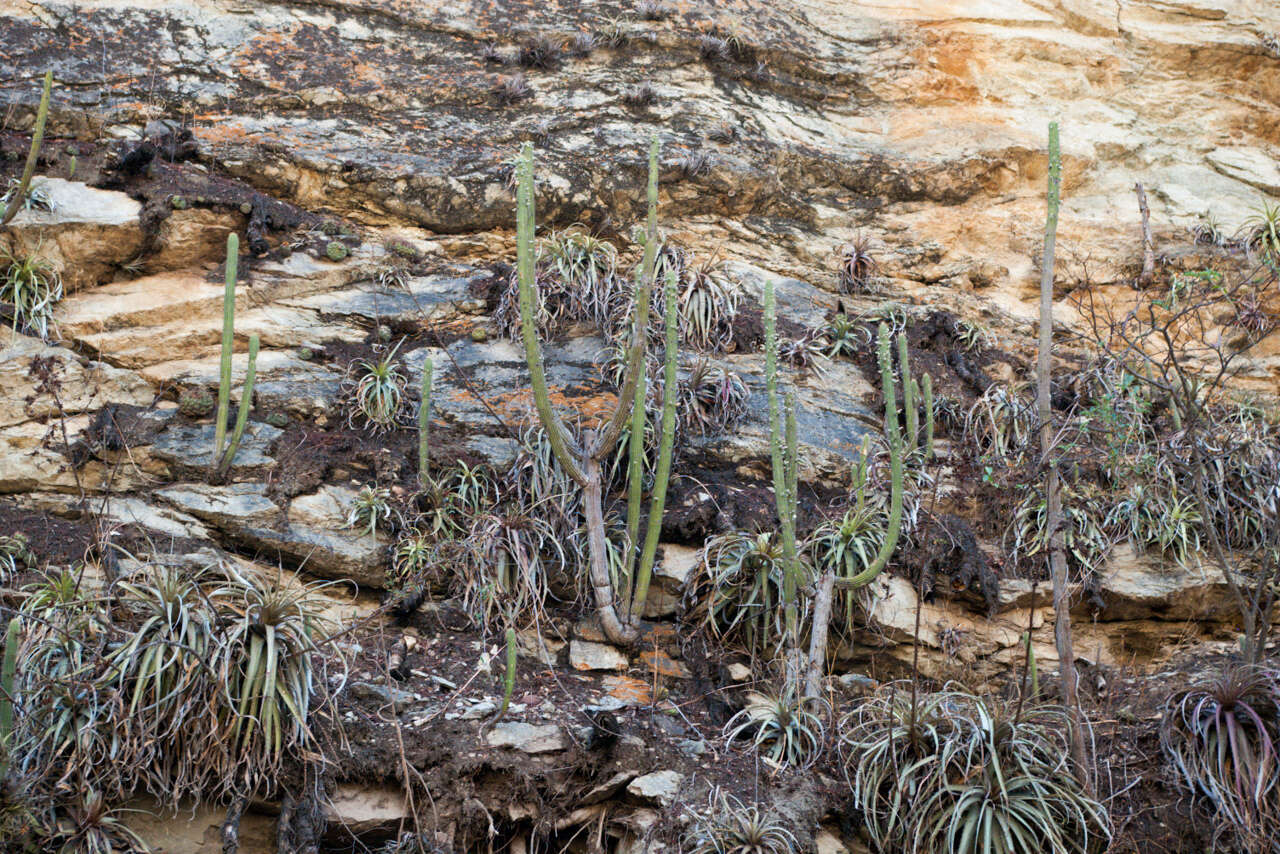 Cleistocactus tominensis subsp. micropetalus (F. Ritter) Mottram的圖片