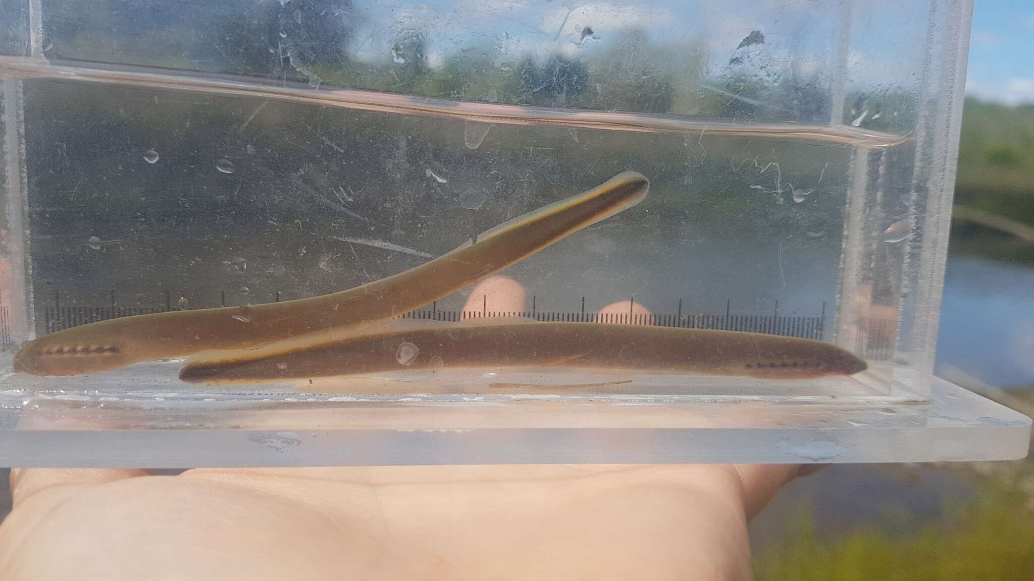 Image of Northern brook lamprey