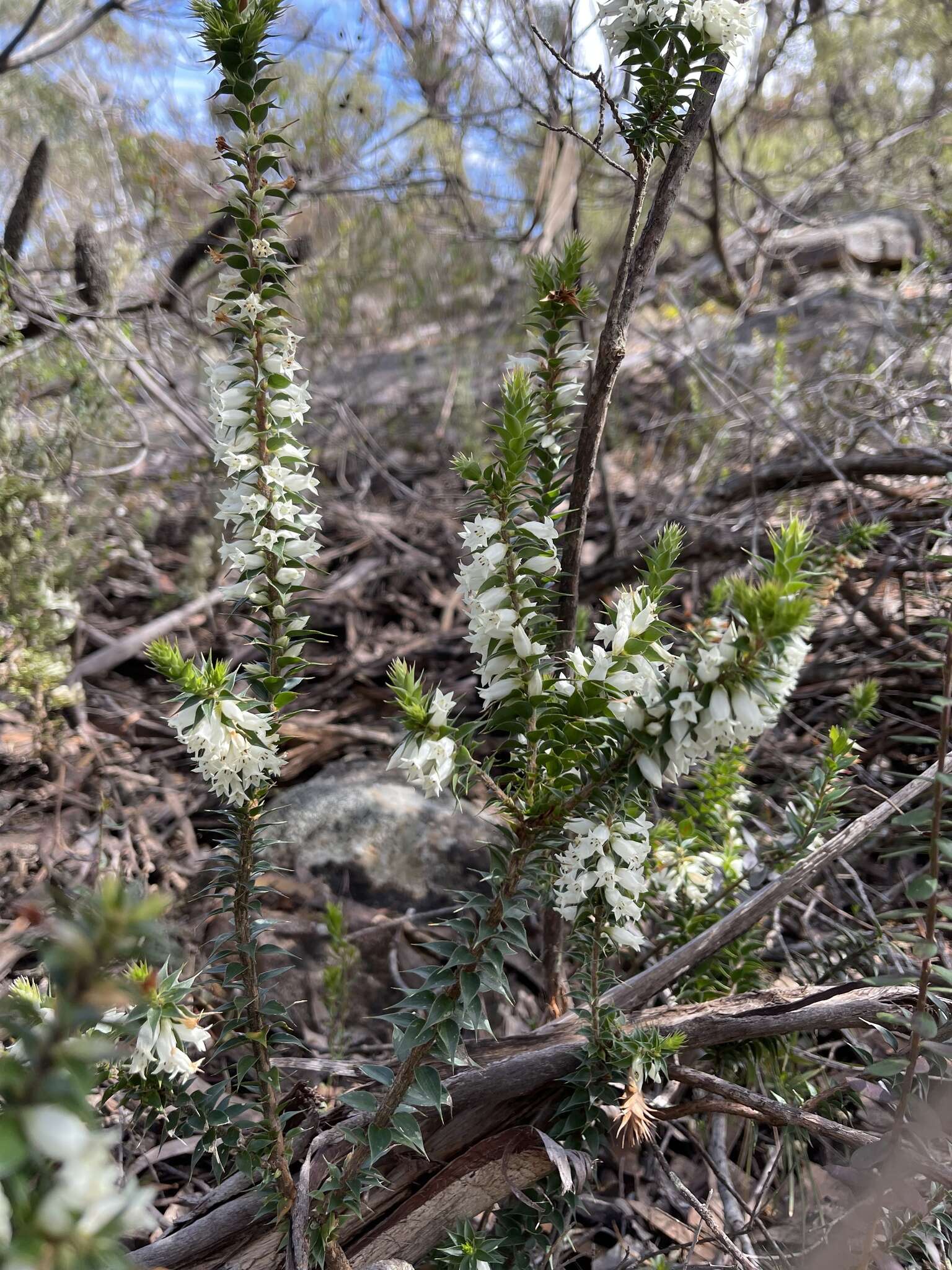 Image of <i>Epacris purpurascens</i> var. <i>onosmiflora</i>