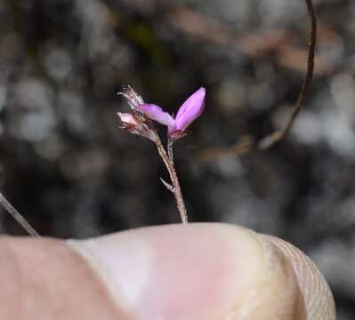 Image of Indigofera mischocarpa Schltr.