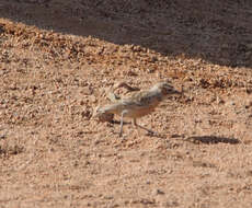 Imagem de Chersomanes Cabanis 1851