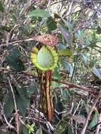 Image of Pitcher plant