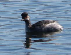 Imagem de Podiceps nigricollis gurneyi (Roberts 1919)