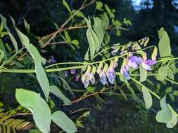 Imagem de Lathyrus polyphyllus Torr. & A. Gray