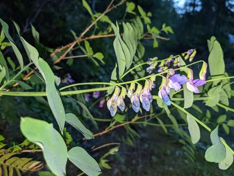 Image of leafy pea