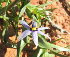 Image of Walleria gracilis (Salisb.) S. Carter