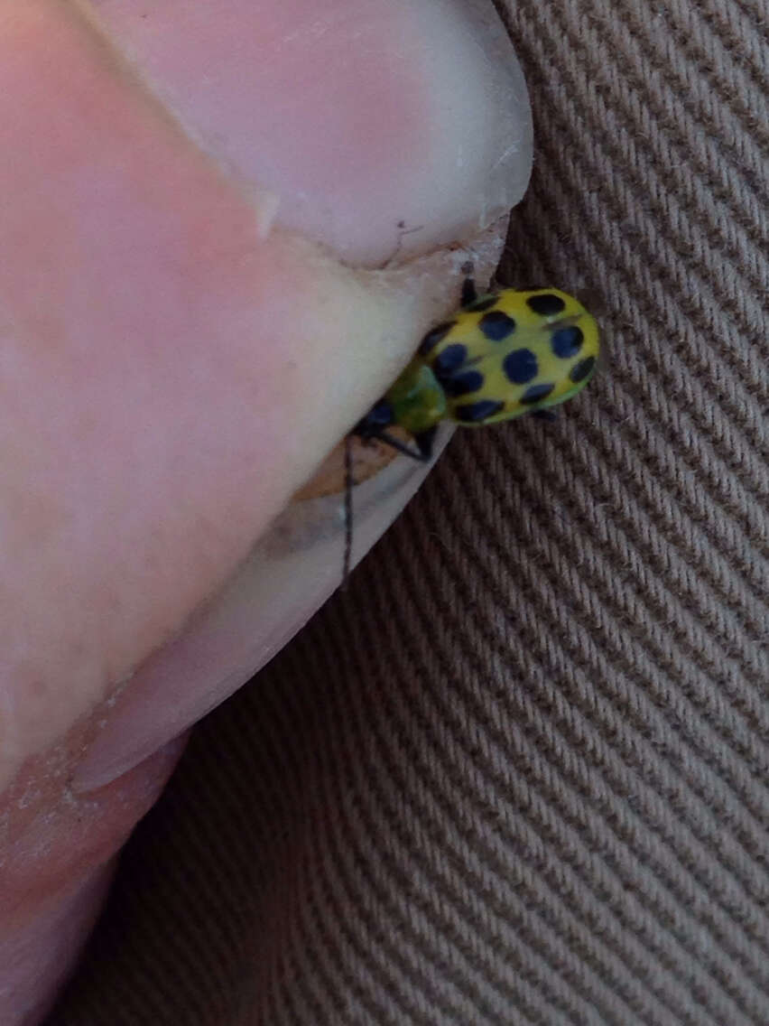 Image of Spotted Cucumber Beetle