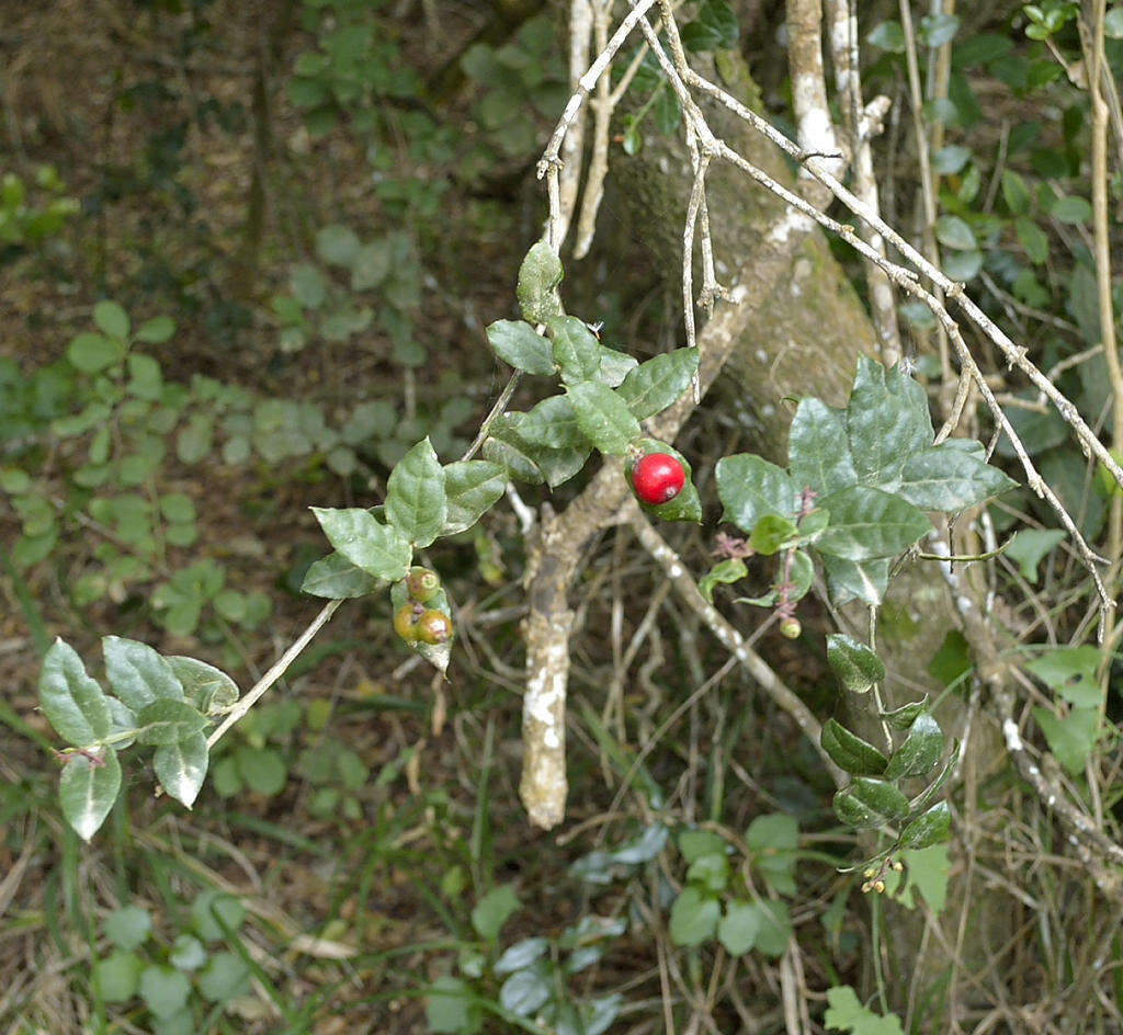 Image of Rhoiacarpos capensis (Harv.) A. DC.