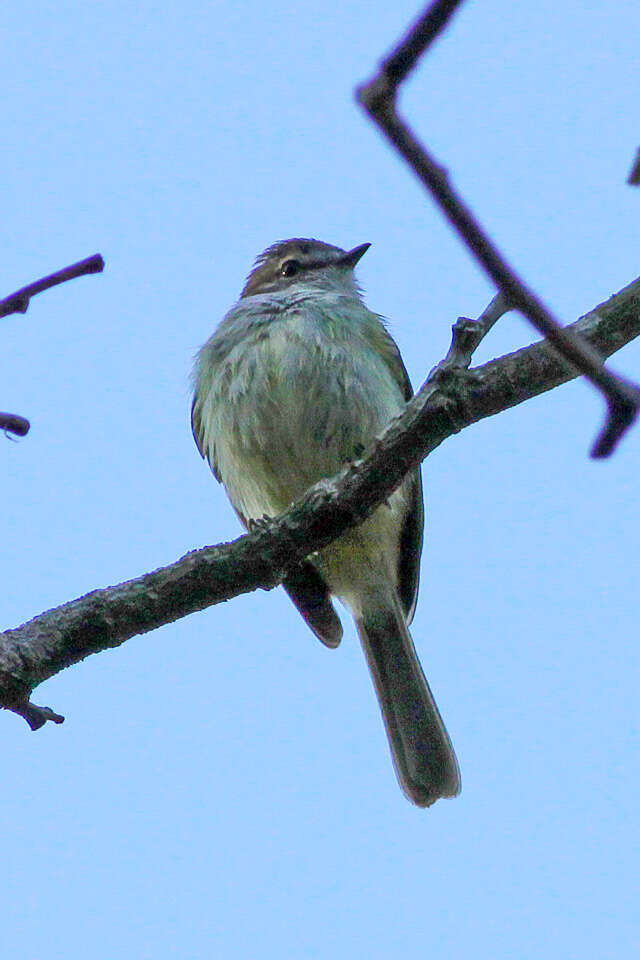 Image of Jamaican Elaenia