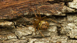 Image of Theridion purcelli O. Pickard-Cambridge 1904