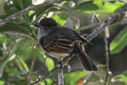 Image of Rufous-tailed Flycatcher