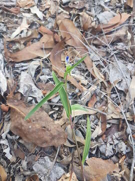 Image of Commelina lanceolata R. Br.