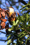 Image of Jamaican Lizard Cuckoo