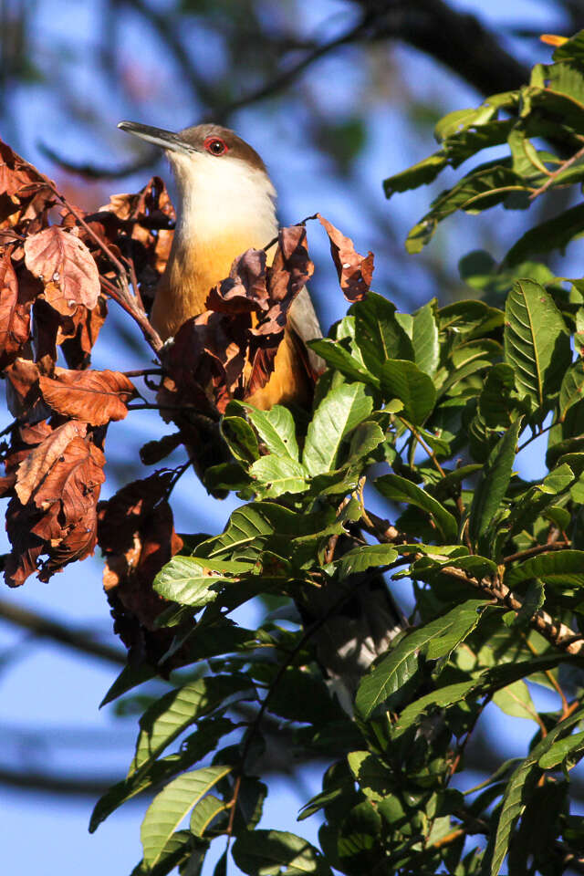 Image of Jamaican Lizard Cuckoo