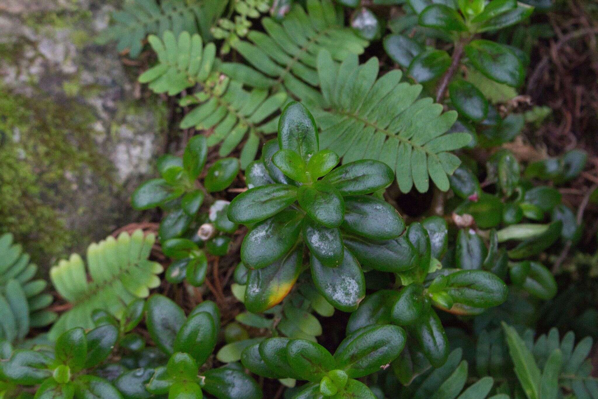 Image of Columnea glabra Oerst.