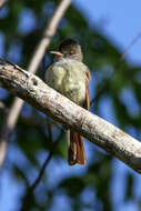 Image of Rufous-tailed Flycatcher