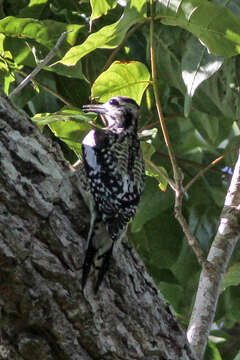 Image of Sapsucker