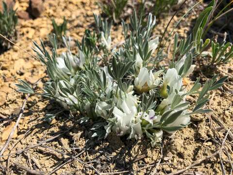 Image of plains milkvetch