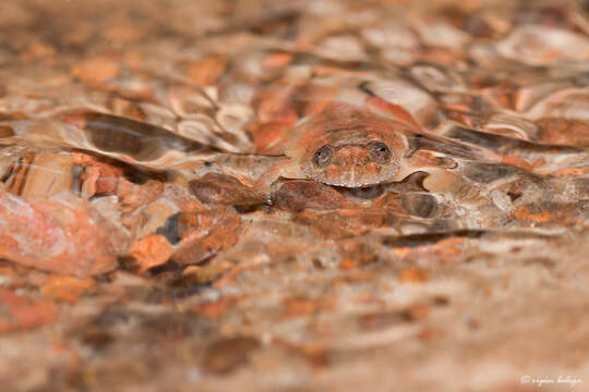 Image of Nyctibatrachus aliciae Inger, Shaffer, Koshy & Bakde 1984