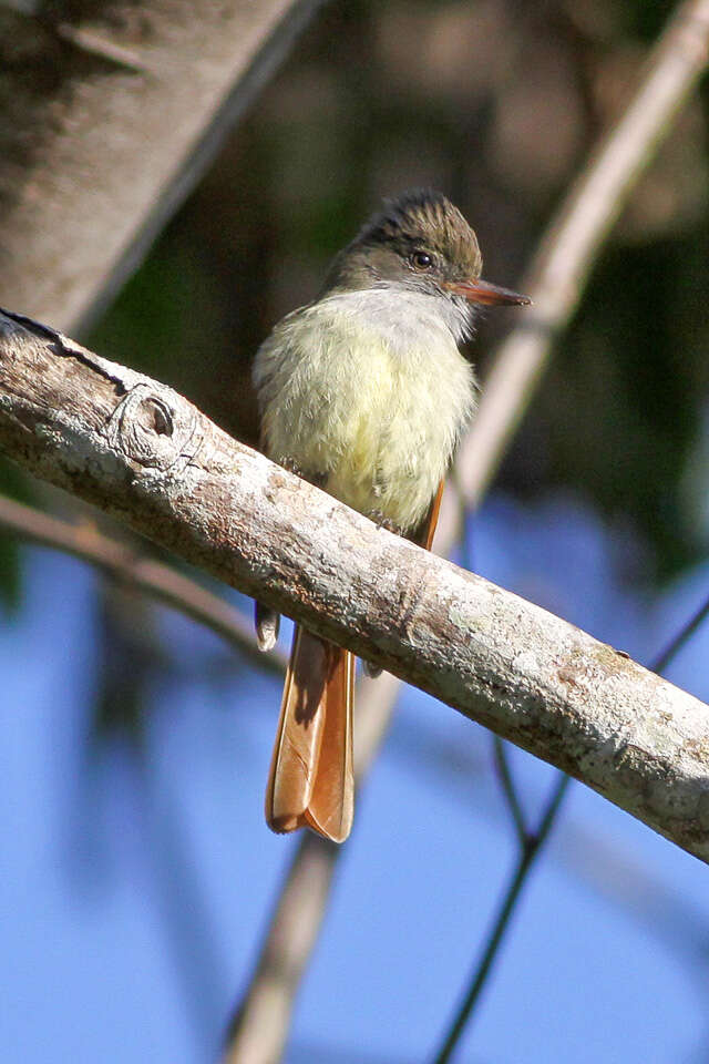 Image of Rufous-tailed Flycatcher