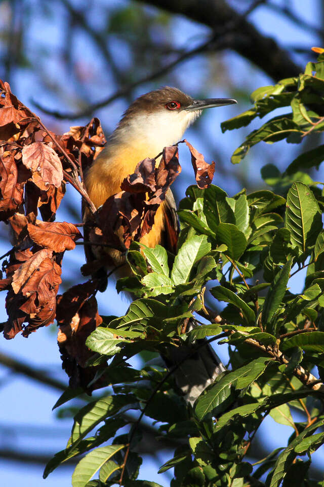 Image of Jamaican Lizard Cuckoo