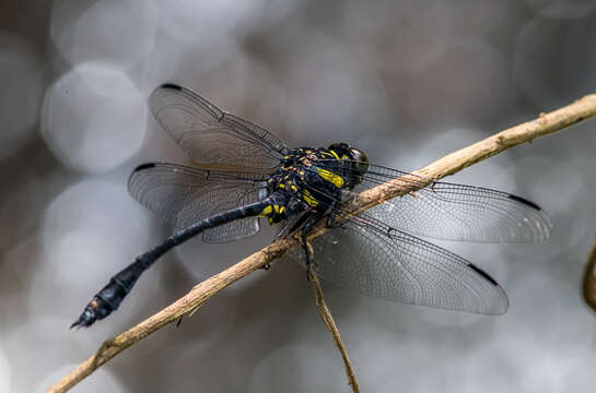 صورة Gomphidictinus Fraser 1942