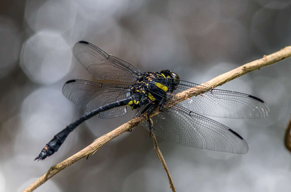 صورة Gomphidictinus perakensis (Laidlaw 1902)