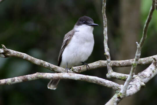 Image of Loggerhead Kingbird