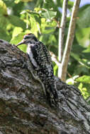 Image of Sapsucker