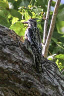 Image of Sapsucker