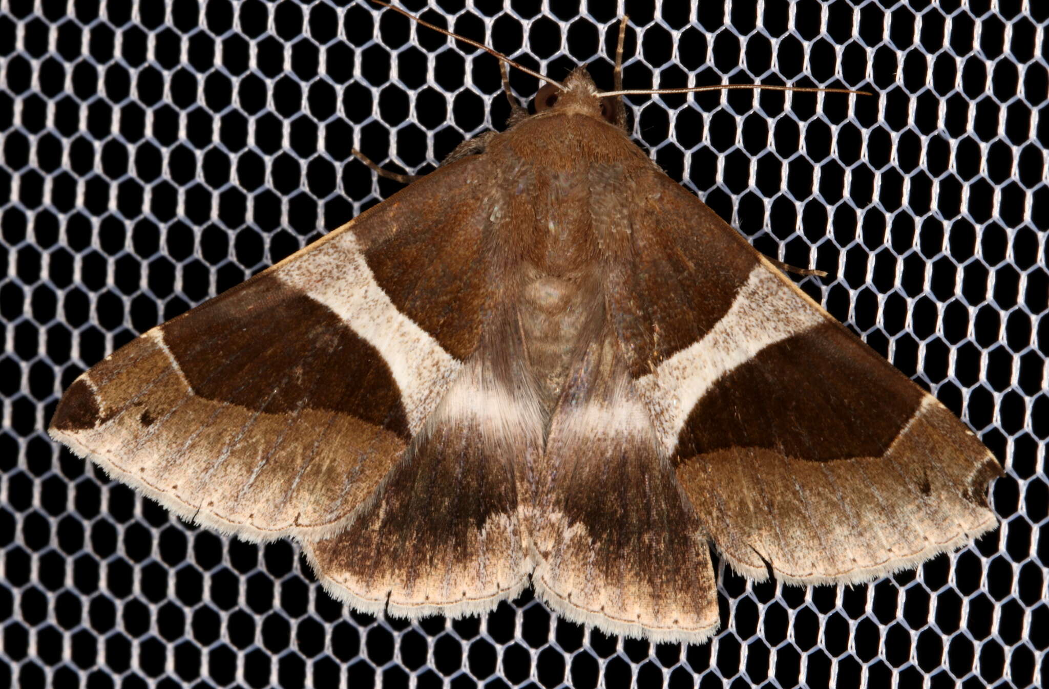 Слика од Dysgonia constricta Butler 1874