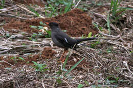 Image of White-chinned Thrush