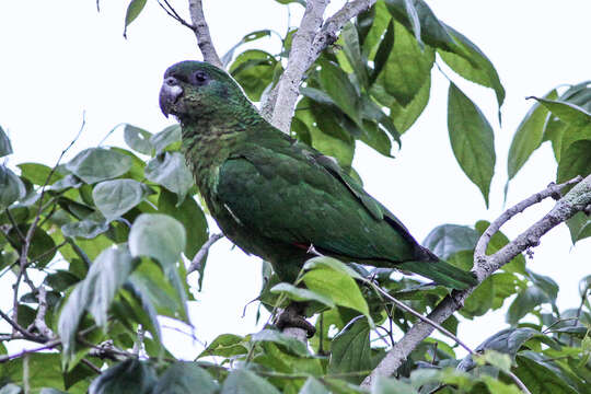 Image of Black-billed Amazon