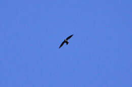 Image of White-collared Swift