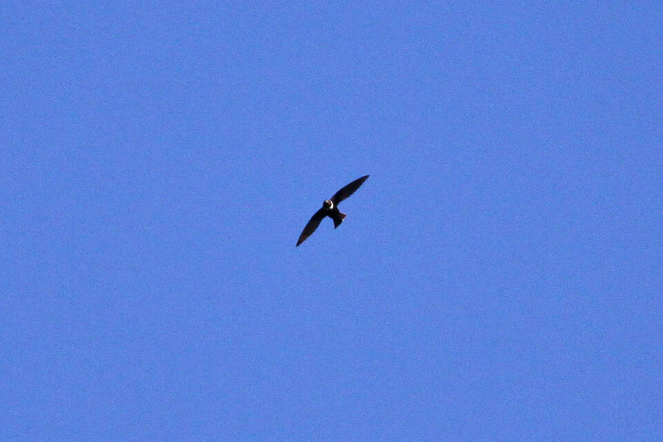 Image of White-collared Swift