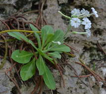 Nicotiana fragrans Hook.的圖片