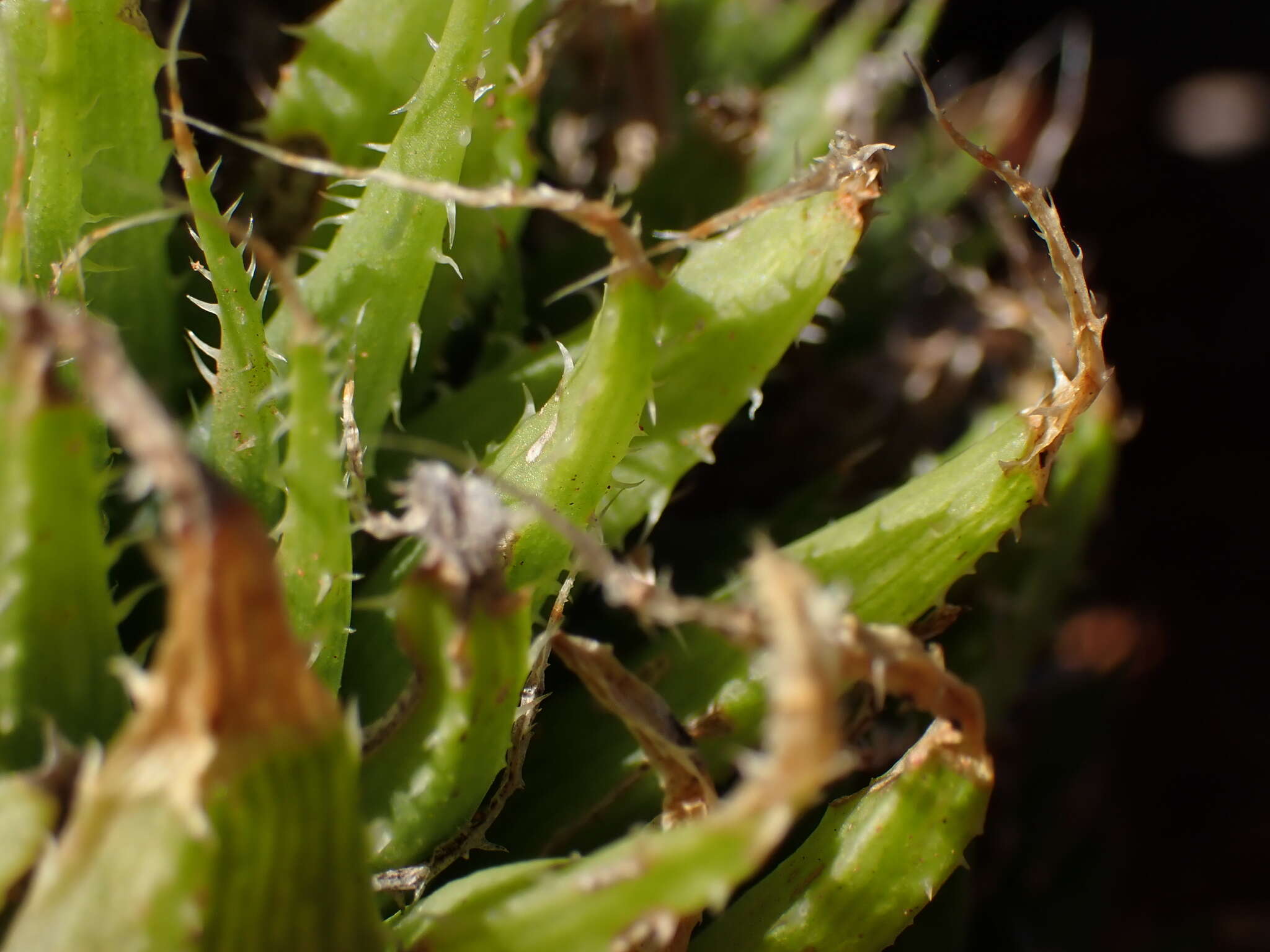 Image of Haworthia decipiens var. xiphiophylla (Baker) M. B. Bayer