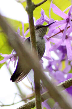 Image of Vervain Hummingbird