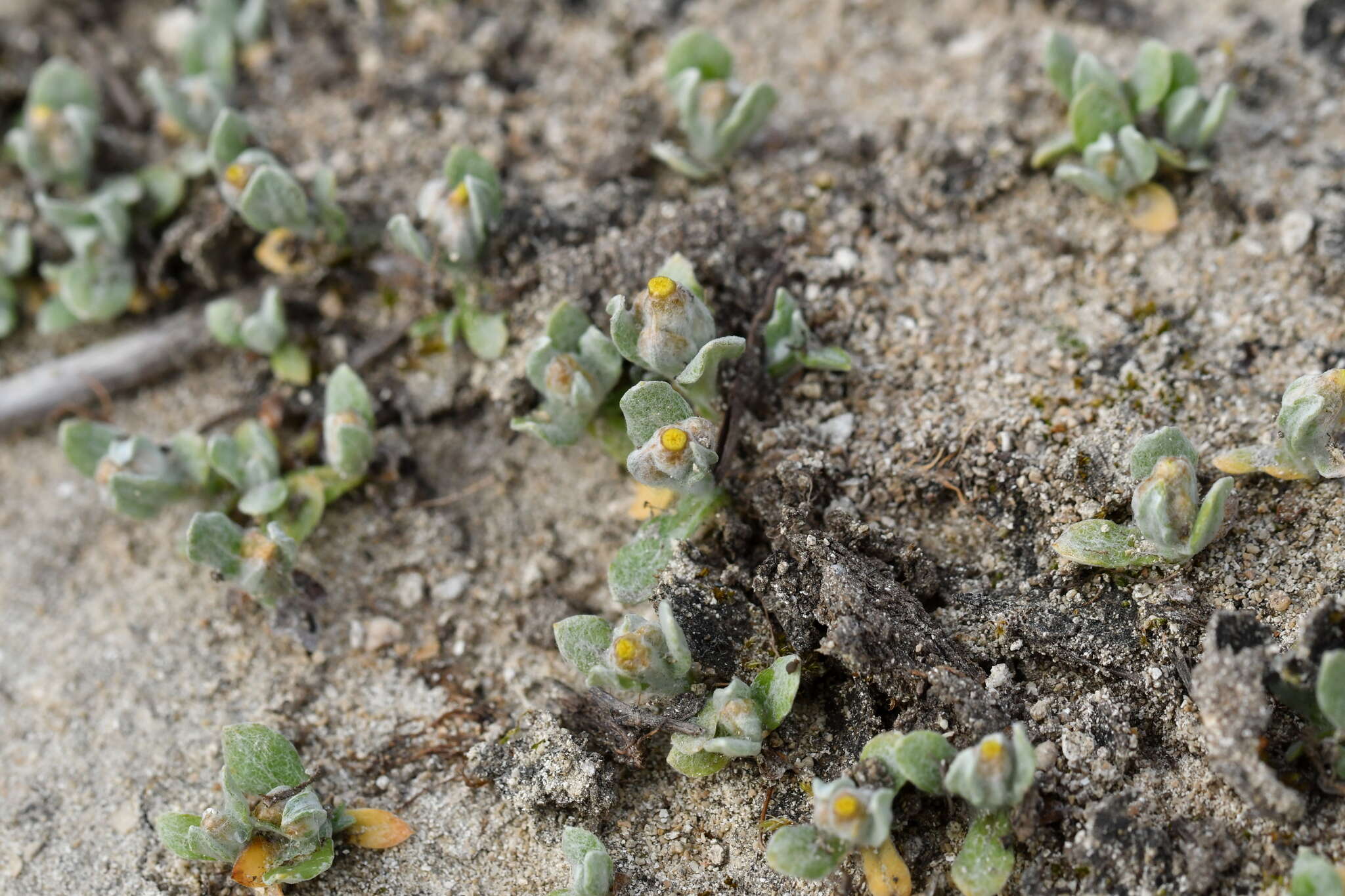 Image of Helichrysum ephemerum (Kirk)