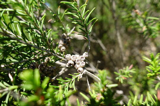 Imagem de Melaleuca parvistaminea N. B. Byrnes