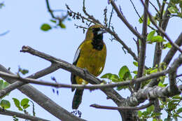 Imagem de Icterus leucopteryx (Wagler 1827)