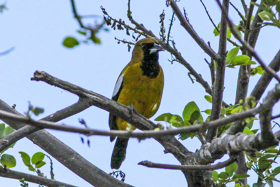 Imagem de Icterus leucopteryx (Wagler 1827)