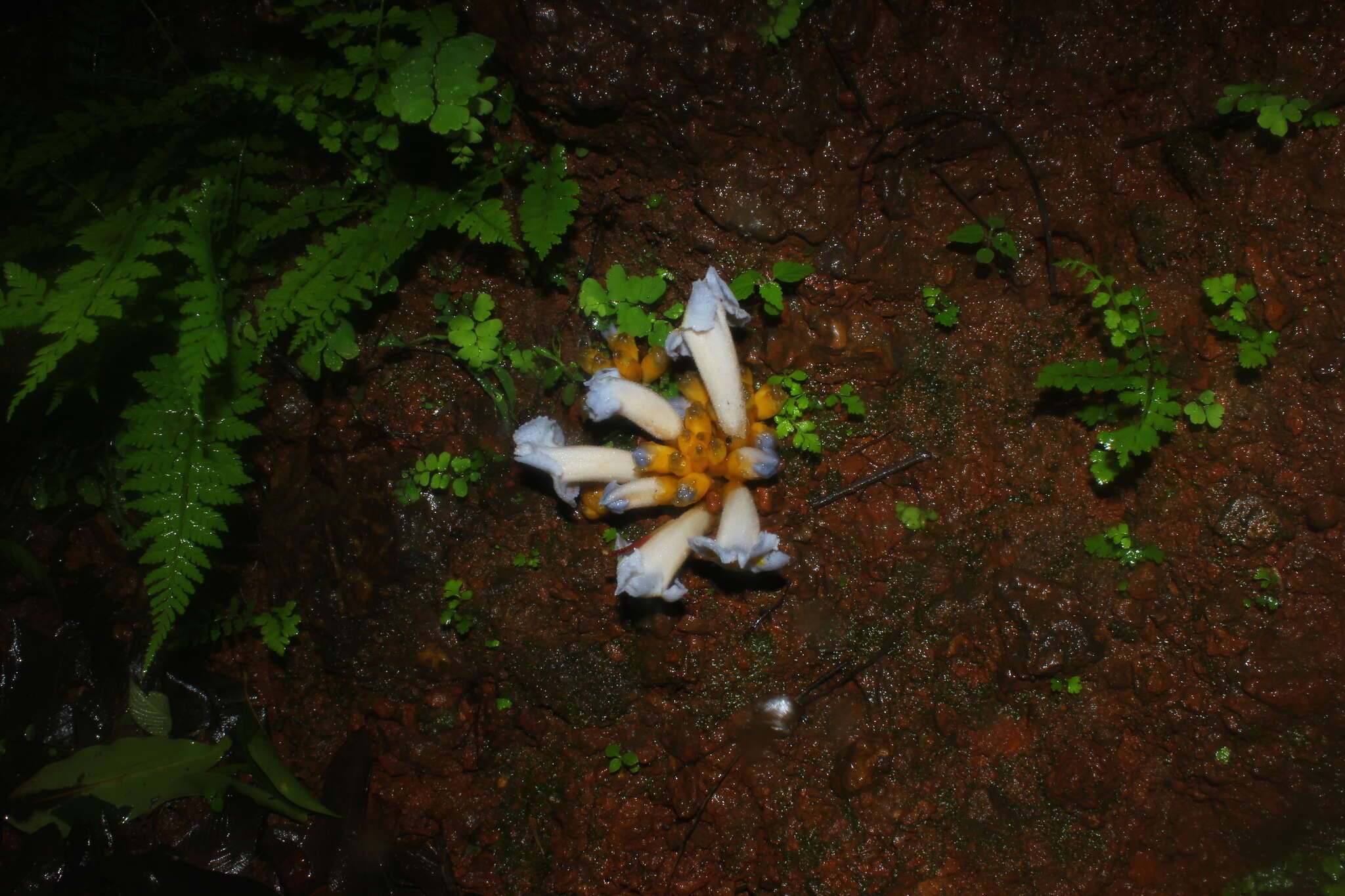 Plancia ëd Christisonia calcarata Wight