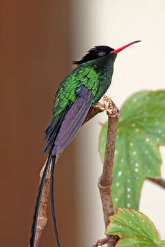 Image of Red-billed Streamertail