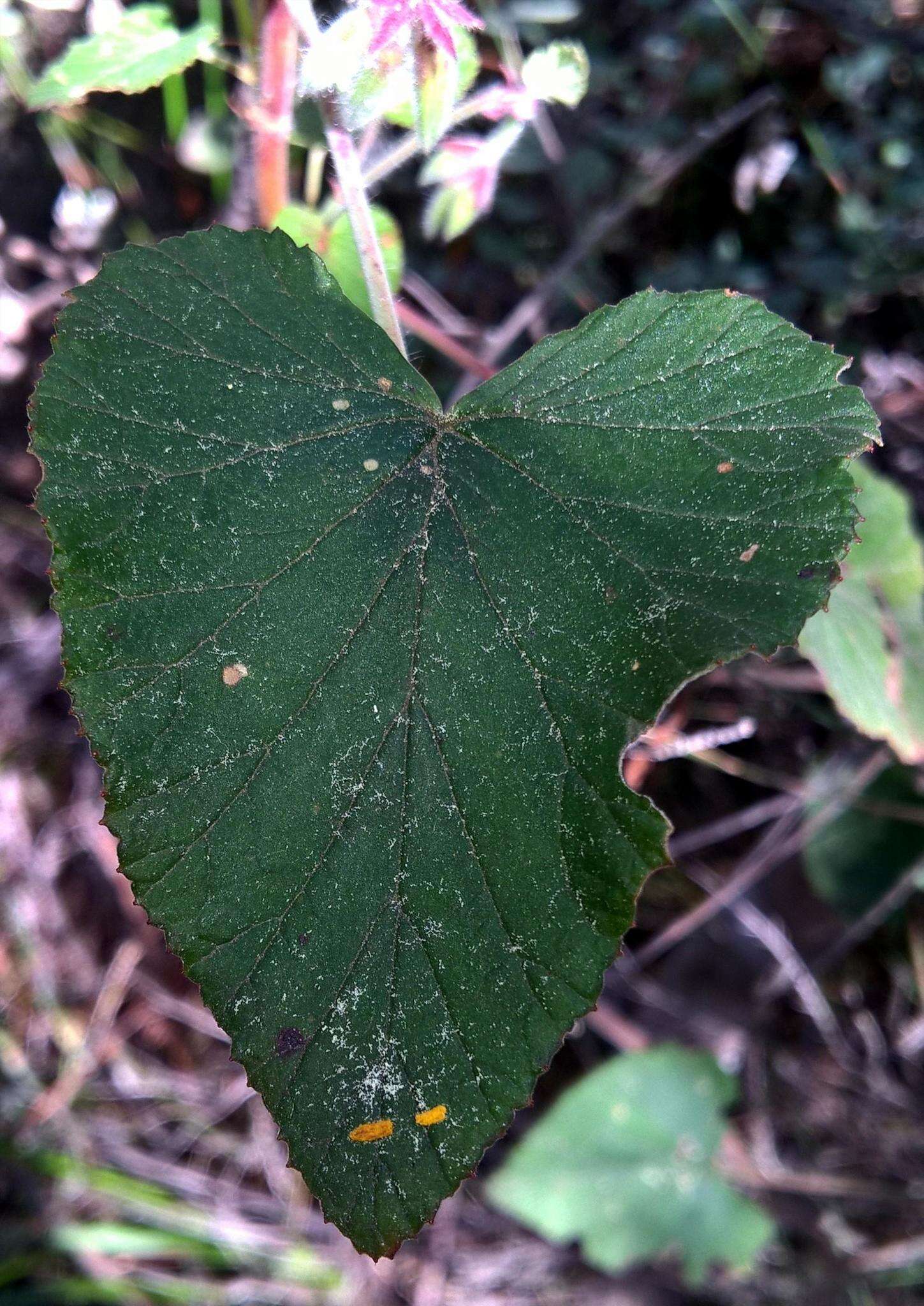 Image of Heart-leaved pelagonium