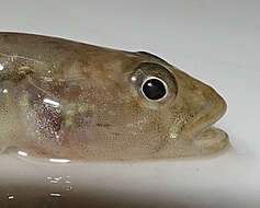 Image of Long-headed goby