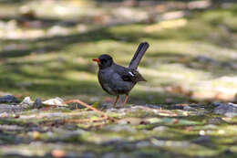 Image of White-chinned Thrush