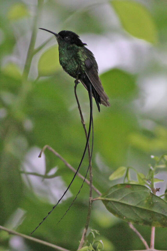 Слика од Trochilus scitulus (Brewster & Bangs 1901)